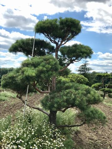 Pinus sylvestris | bonsai (B Quality)